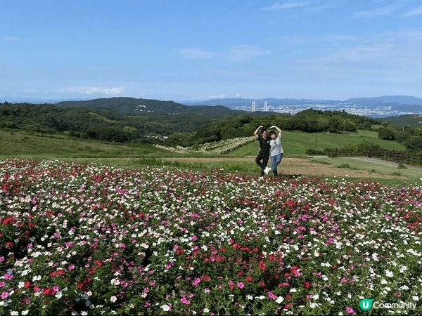 打卡熱點推介:淡路島自駕遊，淡路島很適合新手自駕遊，先去看花...