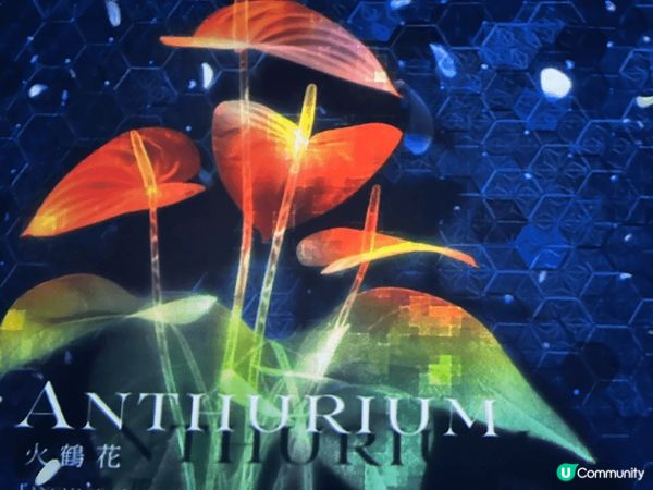 尖沙咀1881 Heritage Naked Flowers...