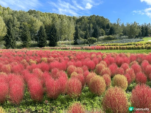 九洲十月可觀賞紅色波波草，在海中道公園也可以看到向日葵，地方...