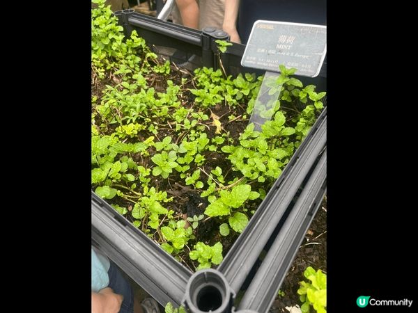 中秋節前夕當然要去上堂學整月餅啦，原來要同小朋友去採摘斑蘭葉...