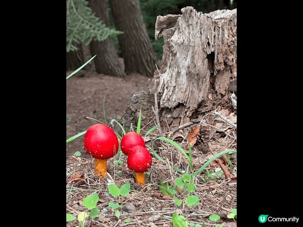 暑假日本之行，吃、喝、玩、樂、買不亦樂乎，大人細路都好開心，...