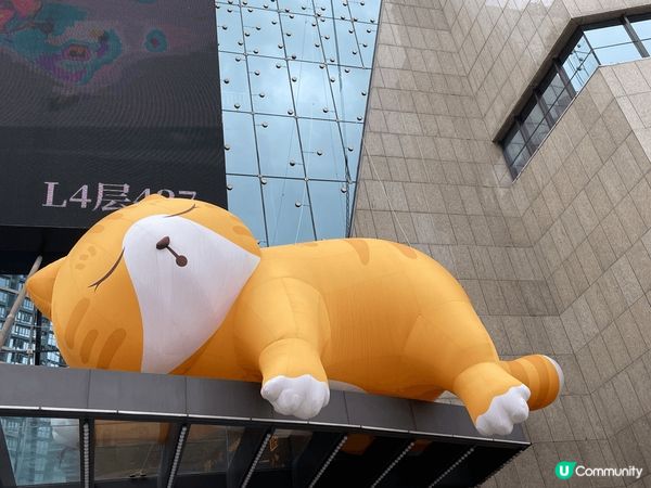 點解會選呢兩張相分享原因係當心情煩悶見到呢個可愛號貓咪睡覺懶...