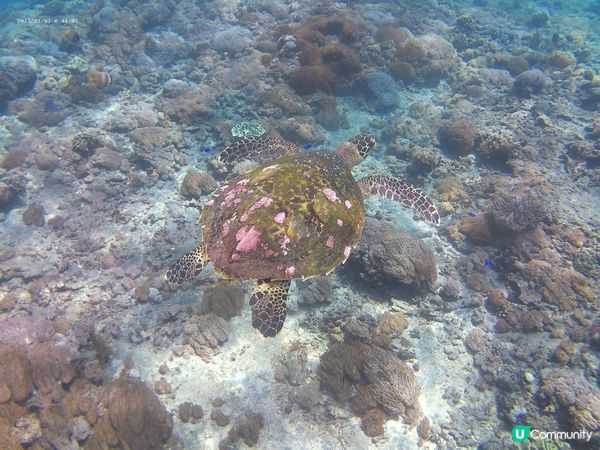 旅行梗係要去峇里島啦 除?有好靚?海洋 仲有海邊club ！...