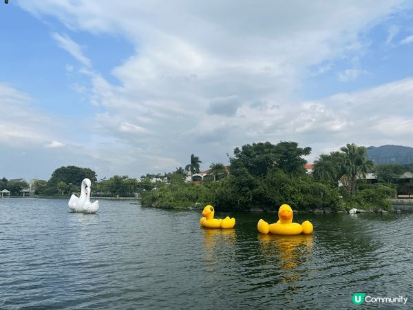 自駕週末遊推薦: 元朗錦?花園天鵝湖
