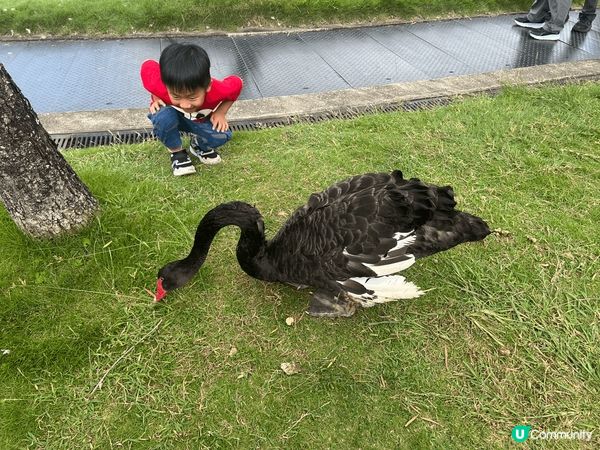 自駕週末遊推薦: 元朗錦?花園天鵝湖