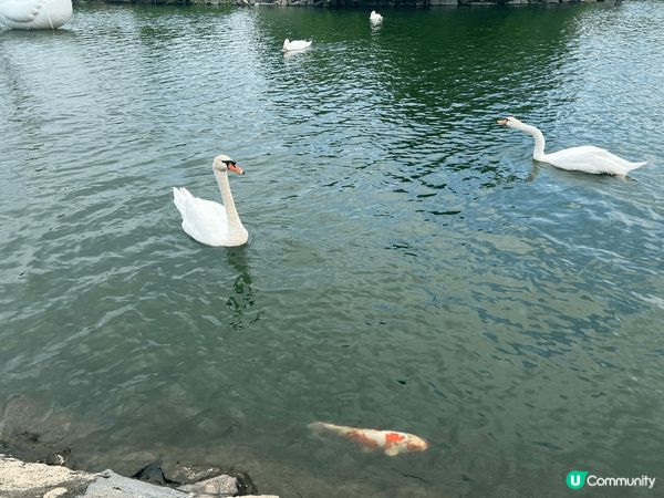 自駕週末遊推薦: 元朗錦?花園天鵝湖