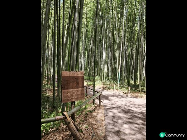 來到京都嵐山竹林小徑，無數綠油油的竹子延伸至天空，甚為壯觀；...