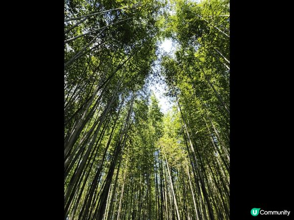 來到京都嵐山竹林小徑，無數綠油油的竹子延伸至天空，甚為壯觀；...