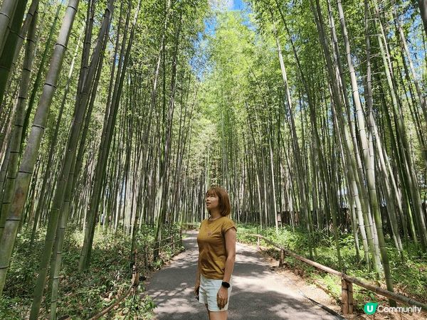 來到京都嵐山竹林小徑，無數綠油油的竹子延伸至天空，甚為壯觀；...