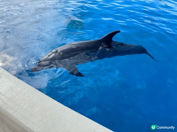 沖繩美麗海水族館，為世界上最大的水族館之一，未去前以為跟一般...