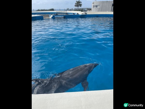 沖繩美麗海水族館，為世界上最大的水族館之一，未去前以為跟一般...