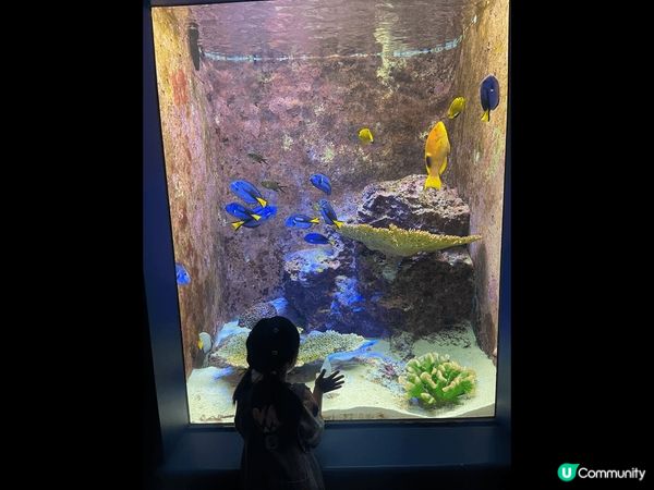 沖繩美麗海水族館，為世界上最大的水族館之一，未去前以為跟一般...