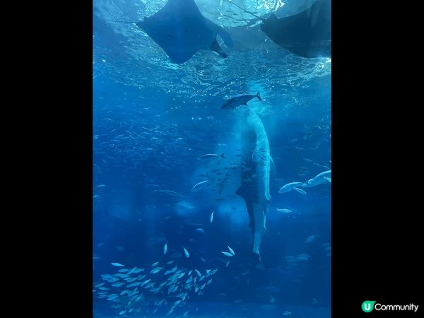 沖繩美麗海水族館，為世界上最大的水族館之一，未去前以為跟一般...