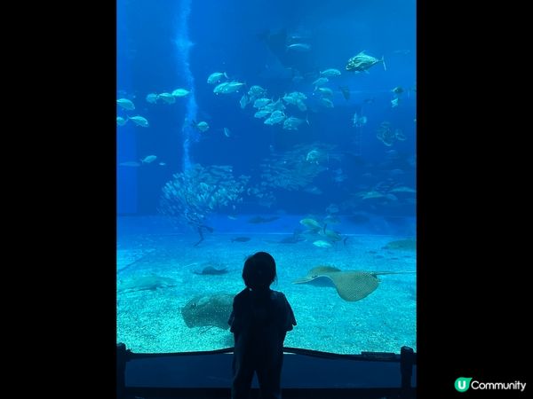 沖繩美麗海水族館，為世界上最大的水族館之一，未去前以為跟一般...