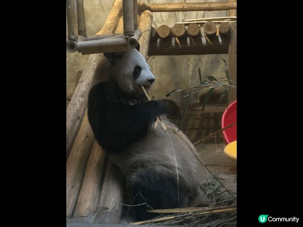深圳野生動物園