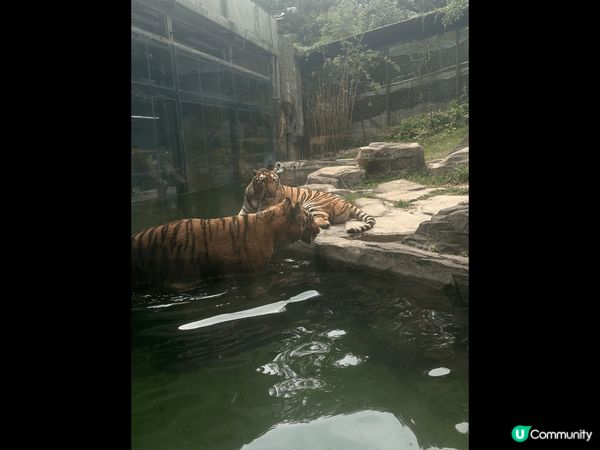 深圳野生動物園