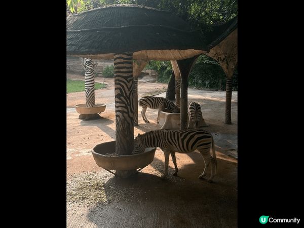 深圳野生動物園