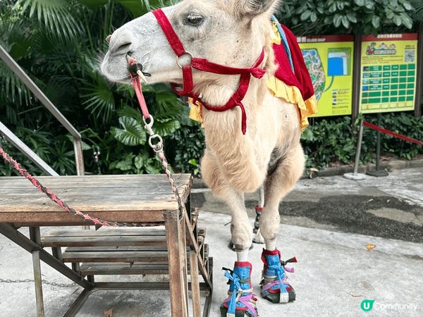 深圳野生動物園