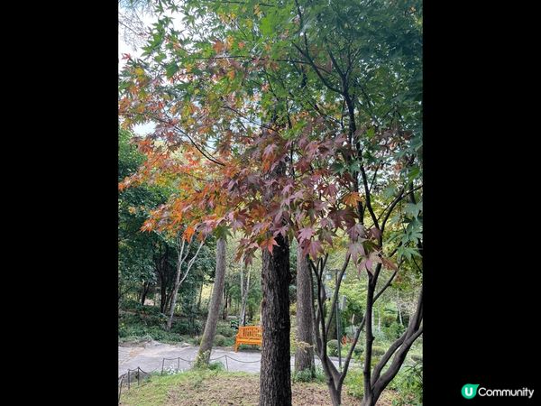 晨靜樹木園係韓國近首爾郊區最靚世外桃源，呢度有一個超過30萬...