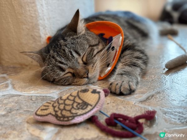 估唔到一個市區會有間咁特色的地方，係吉祥寺站行大約15分鐘就...