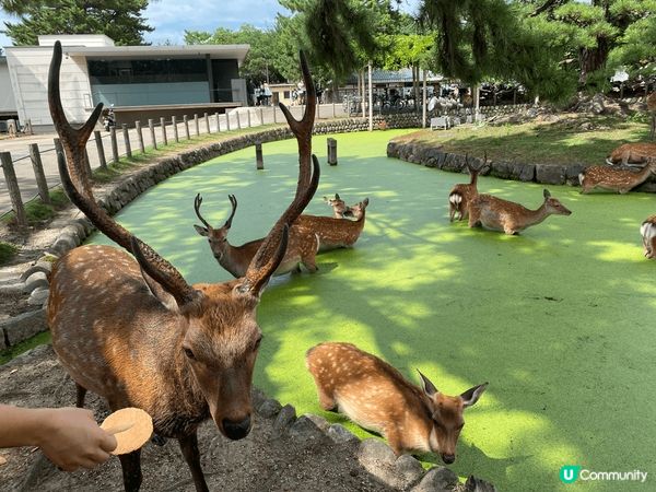 傳說春日大社的祭神武甕槌命是騎著一頭白鹿從茨城縣鹿島神宮來奈...