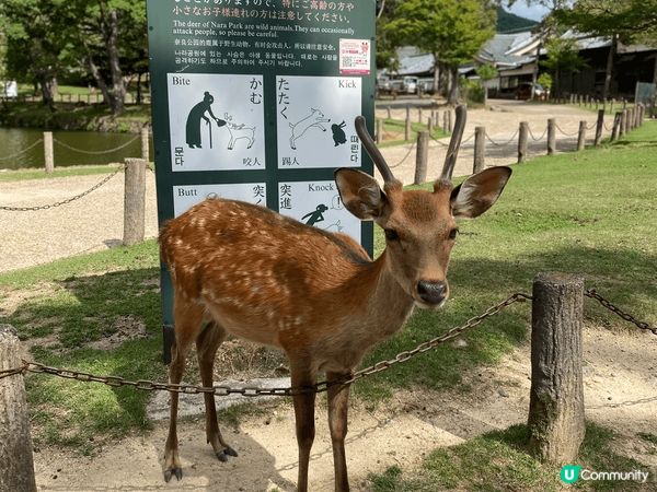 傳說春日大社的祭神武甕槌命是騎著一頭白鹿從茨城縣鹿島神宮來奈...