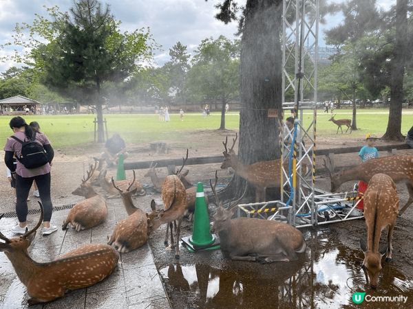 傳說春日大社的祭神武甕槌命是騎著一頭白鹿從茨城縣鹿島神宮來奈...