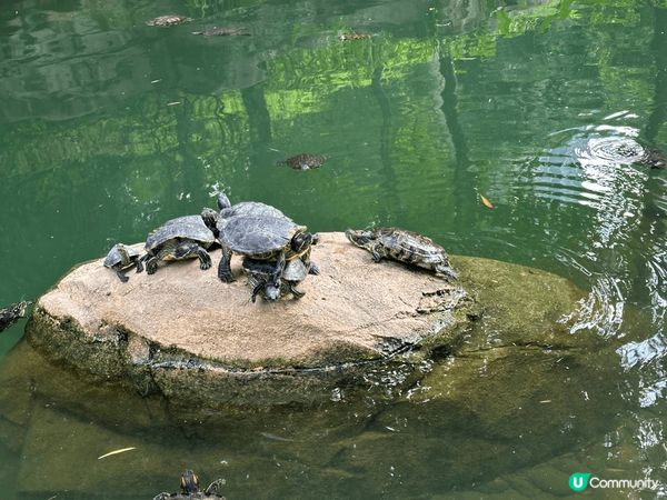 香港公園風景優美，有可愛的烏龜，也可以看瀑布，環境宜人
