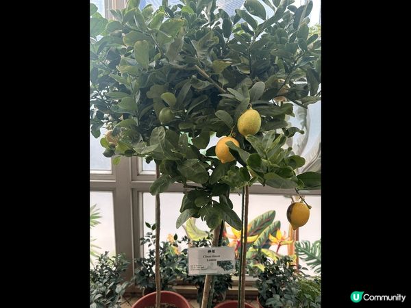 香港公園風景優美，有可愛的烏龜，也可以看瀑布，環境宜人
