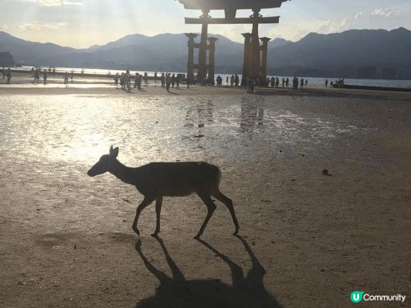 感受日本石垣島美麗籃天白雲，清晰的海灘，感受在廣島與動物零距...