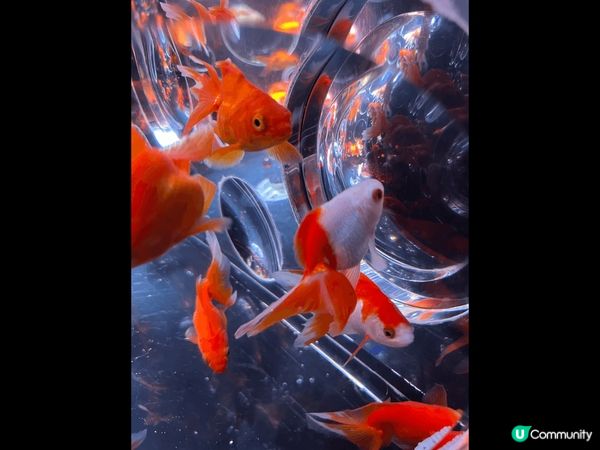 金魚博物館是一個讓人心醉的場所，彷彿進入了一個神秘的水下世界...