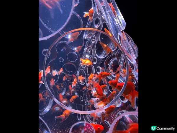 金魚博物館是一個讓人心醉的場所，彷彿進入了一個神秘的水下世界...