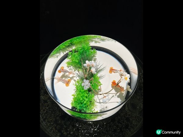 金魚博物館是一個讓人心醉的場所，彷彿進入了一個神秘的水下世界...