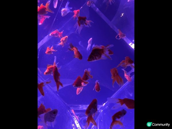 金魚博物館是一個讓人心醉的場所，彷彿進入了一個神秘的水下世界...