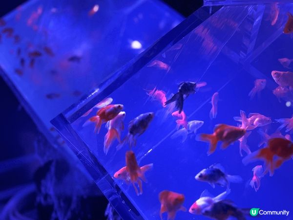 金魚博物館是一個讓人心醉的場所，彷彿進入了一個神秘的水下世界...