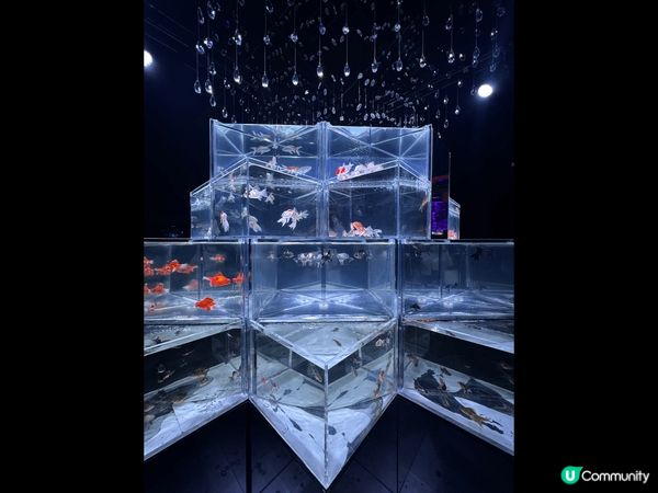 金魚博物館是一個讓人心醉的場所，彷彿進入了一個神秘的水下世界...