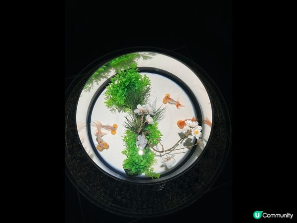 金魚博物館是一個讓人心醉的場所，彷彿進入了一個神秘的水下世界...