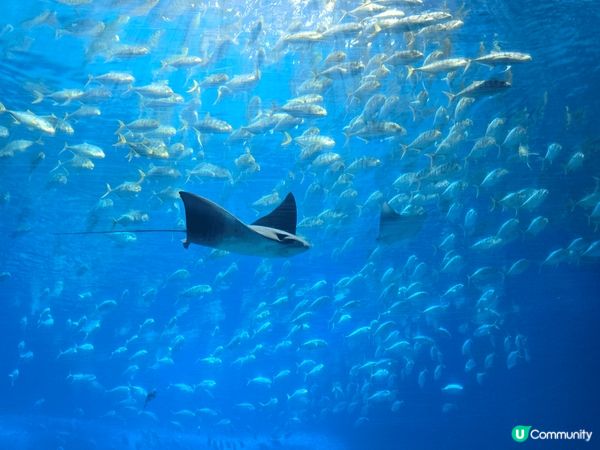 聽朋友介紹，暑假果陣去?珠海長隆度假區玩，果然係親子短途遊?...