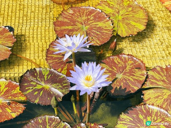 坐纜車遊覽天壇大佛及寶蓮寺，吃完齋菜後登上天壇上佛，參觀寶寶...