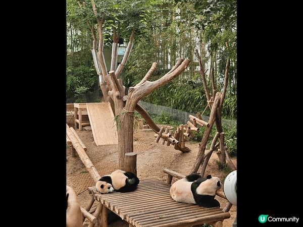 韓國愛寶樂園，我喜歡這個景點的原因適合一家大細，有動物睇又有...