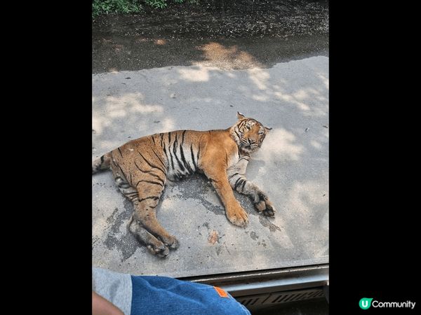 韓國愛寶樂園，我喜歡這個景點的原因適合一家大細，有動物睇又有...