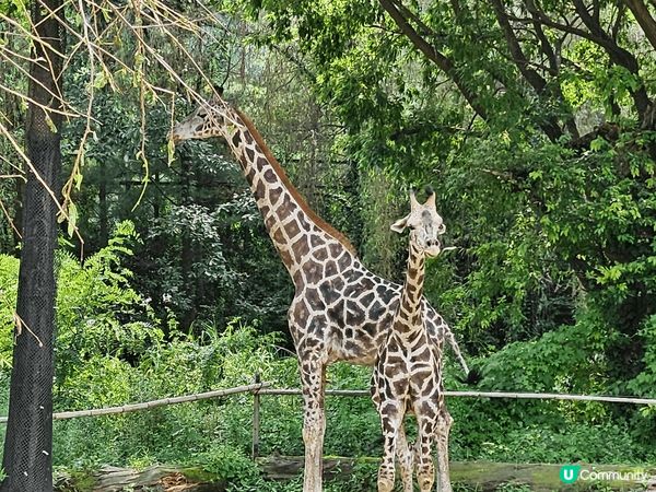 韓國愛寶樂園，我喜歡這個景點的原因適合一家大細，有動物睇又有...