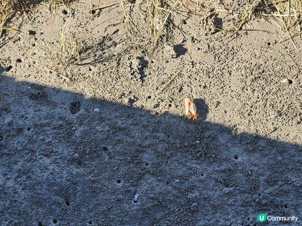 台中的高美濕地。比想像中值得一遊！風景靚，又睇到彈塗魚同招潮...