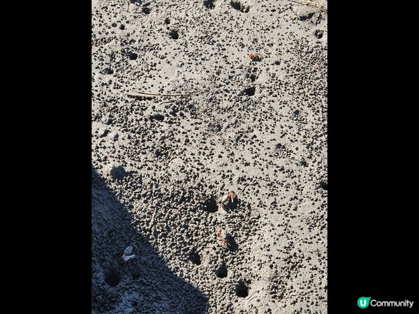 台中的高美濕地。比想像中值得一遊！風景靚，又睇到彈塗魚同招潮...