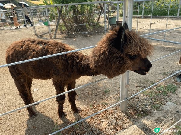 位在港灣人工島上的動植物園，植物茂密的室內園區，可以與水豚等...