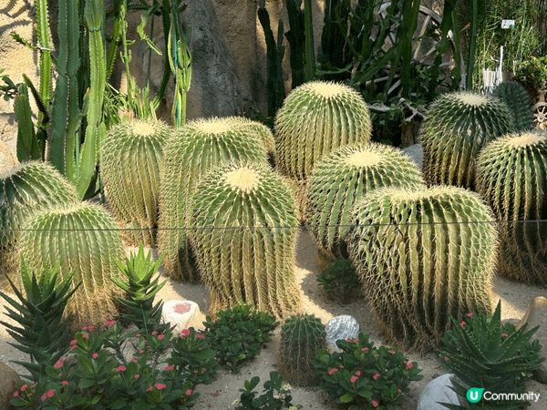 香港公園溫室館，有很多平時比較少見?植物，可以帶埋小朋友去欣...