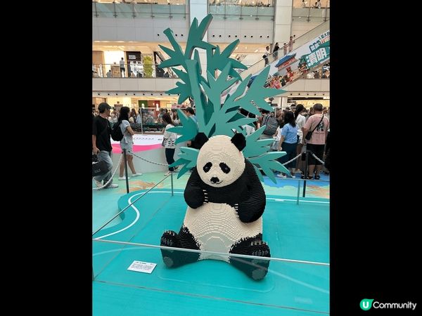 沙田熊貓打卡位多，文字好貼地有趣，附迎有唔同類型嘅花，顏色好...