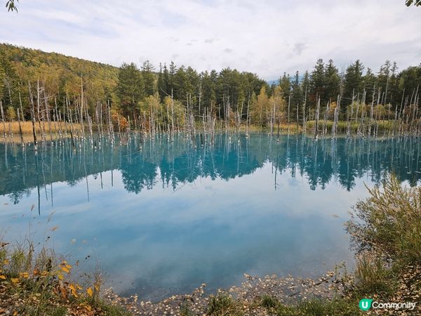 北海道景點, 美瑛白金青池 (藍色池水) , 富良野花田(不...