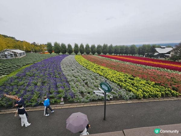 北海道景點, 美瑛白金青池 (藍色池水) , 富良野花田(不...