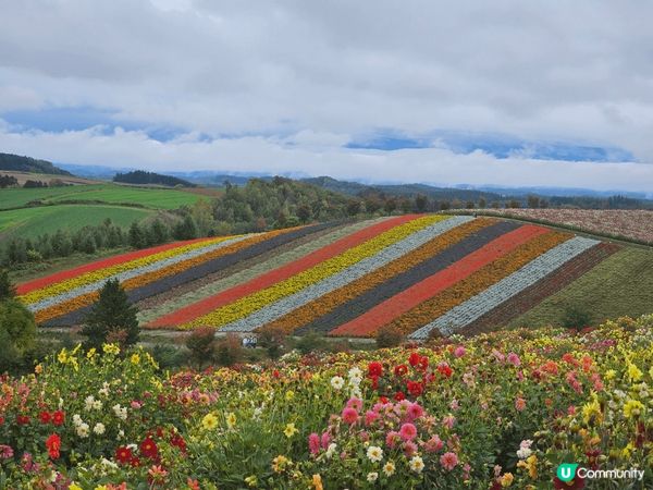 北海道景點, 美瑛白金青池 (藍色池水) , 富良野花田(不...